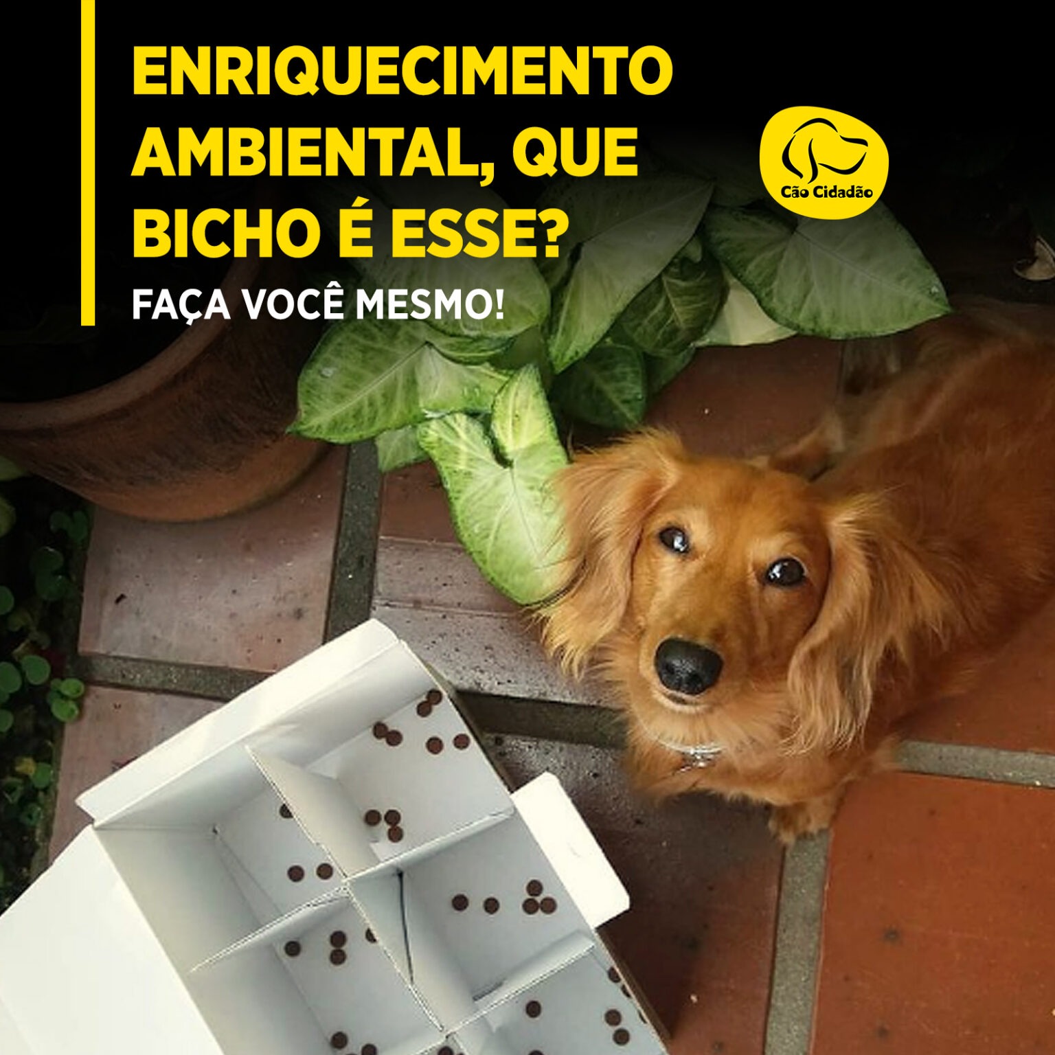 Enriquecimento ambiental que bicho é esse Faça você mesmo Cão Cidadão