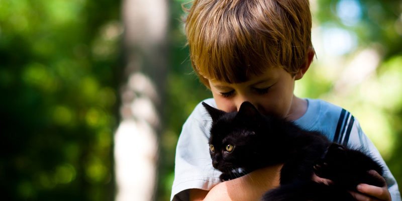 Jogo de educação para crianças encontra três diferenças entre dois gatos  fofos