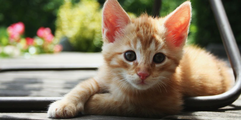 Educação dos gatinhos  Dicas e truques para uma vida feliz