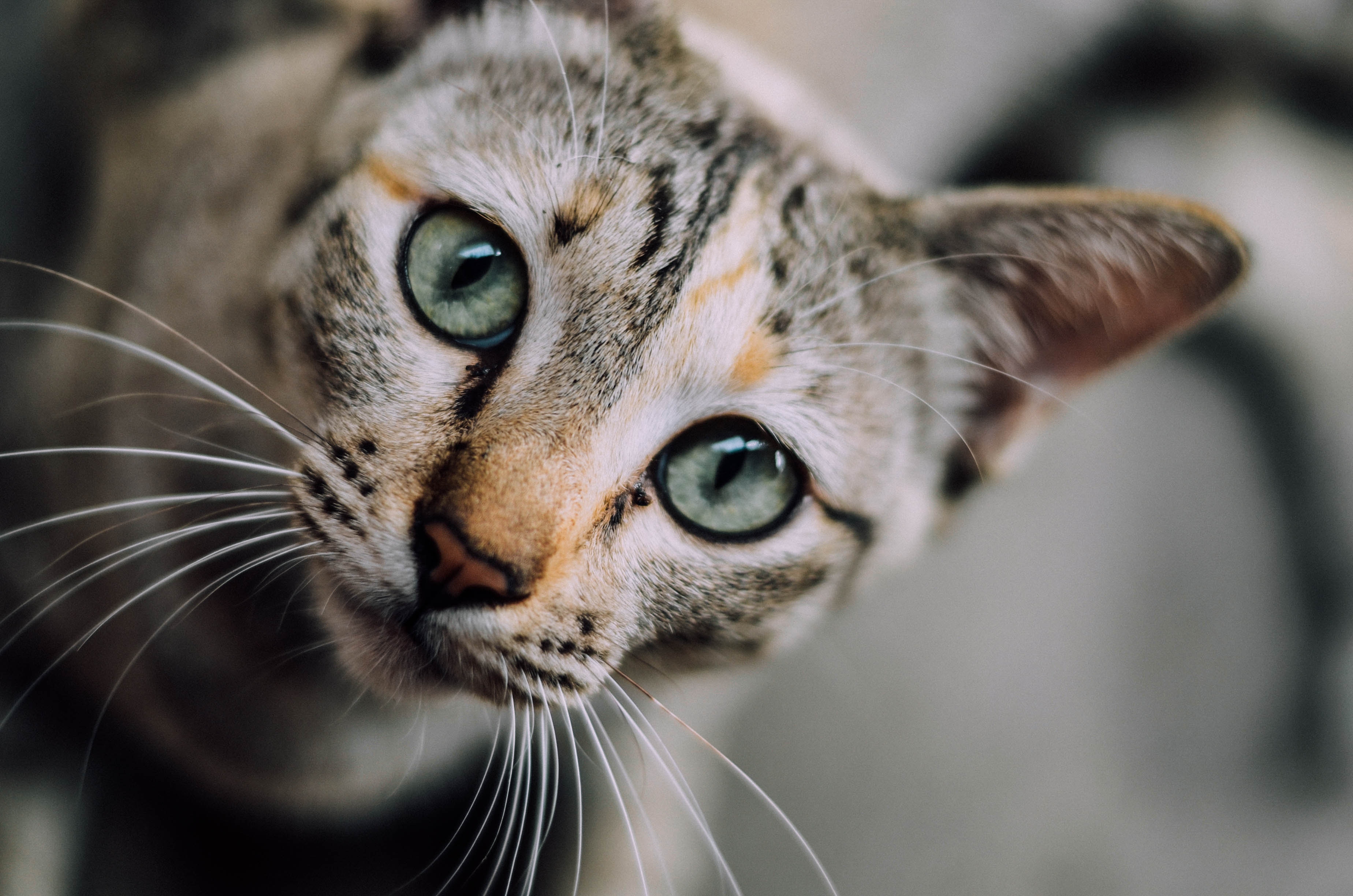 Gatos-são-inteligentes