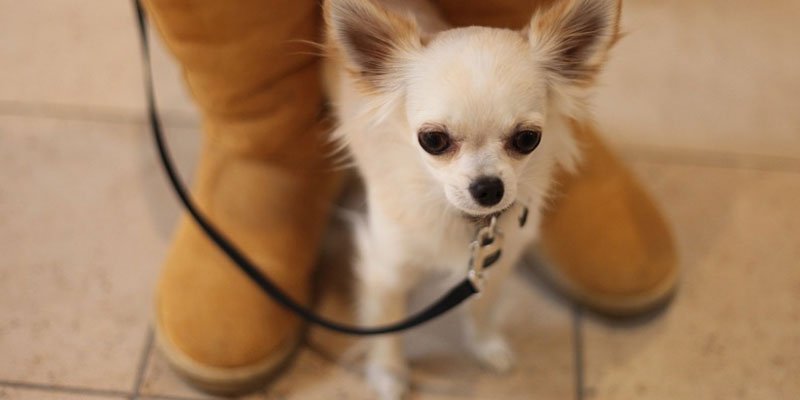 Meu cachorro não gosta de passear Clearance