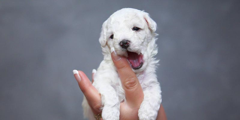 https://pixabay.com/en/puppy-dogs-animals-pet-1040951/