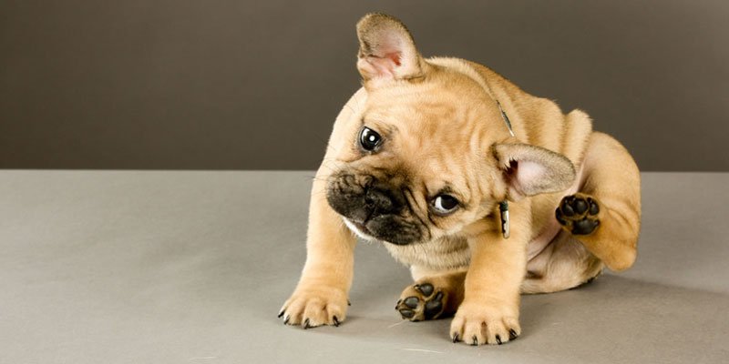 http://www.chelseadogs.com/blog/what-to-do-if-your-pet-has-fleas/ 