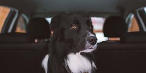 Dicas para viajar com cachorro nas férias / Photo by Tadeusz Lakota on Unsplash