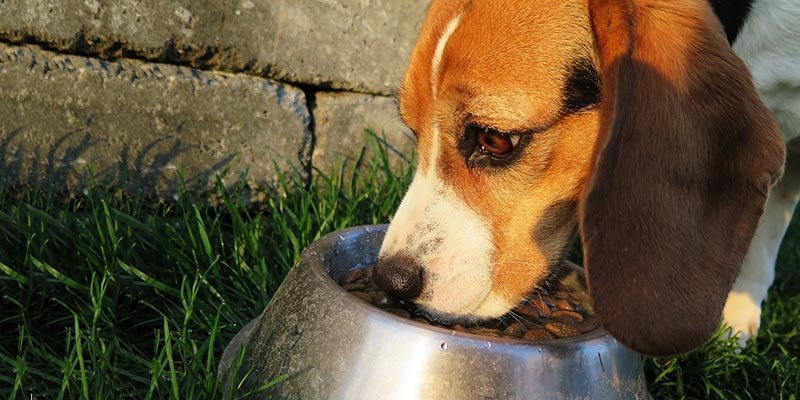 Alimentação para cachorros: tudo o que você precisa saber