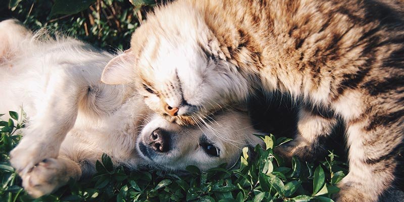 Saiba como fazer a sociabilização de cães e gatos
