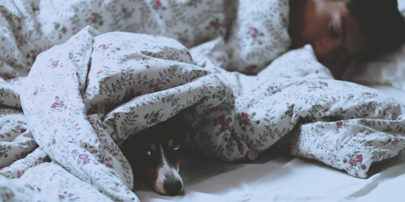 Dormir com o pet faz mal?
