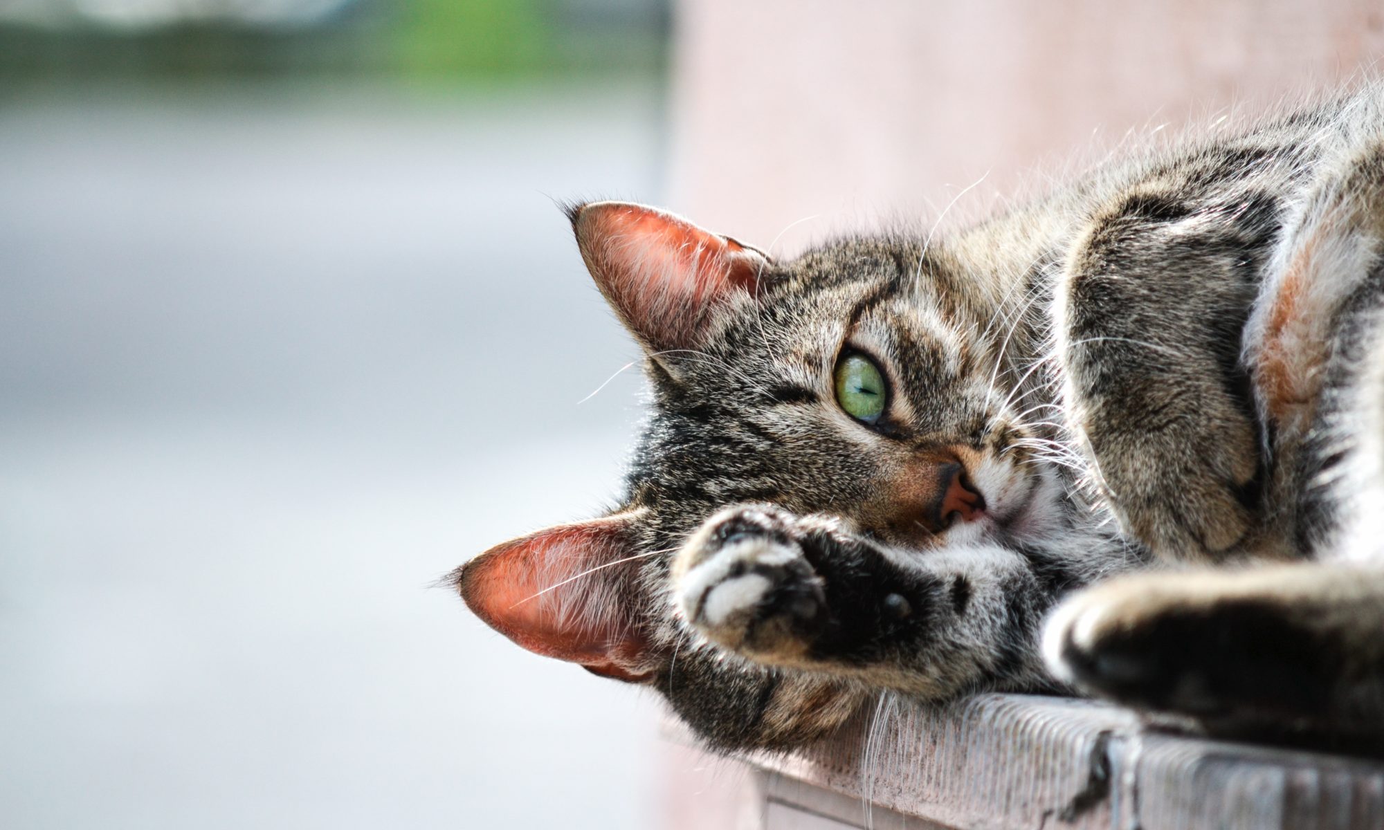 Gatos: quais são os fatos mais curiosos sobre os felinos?
