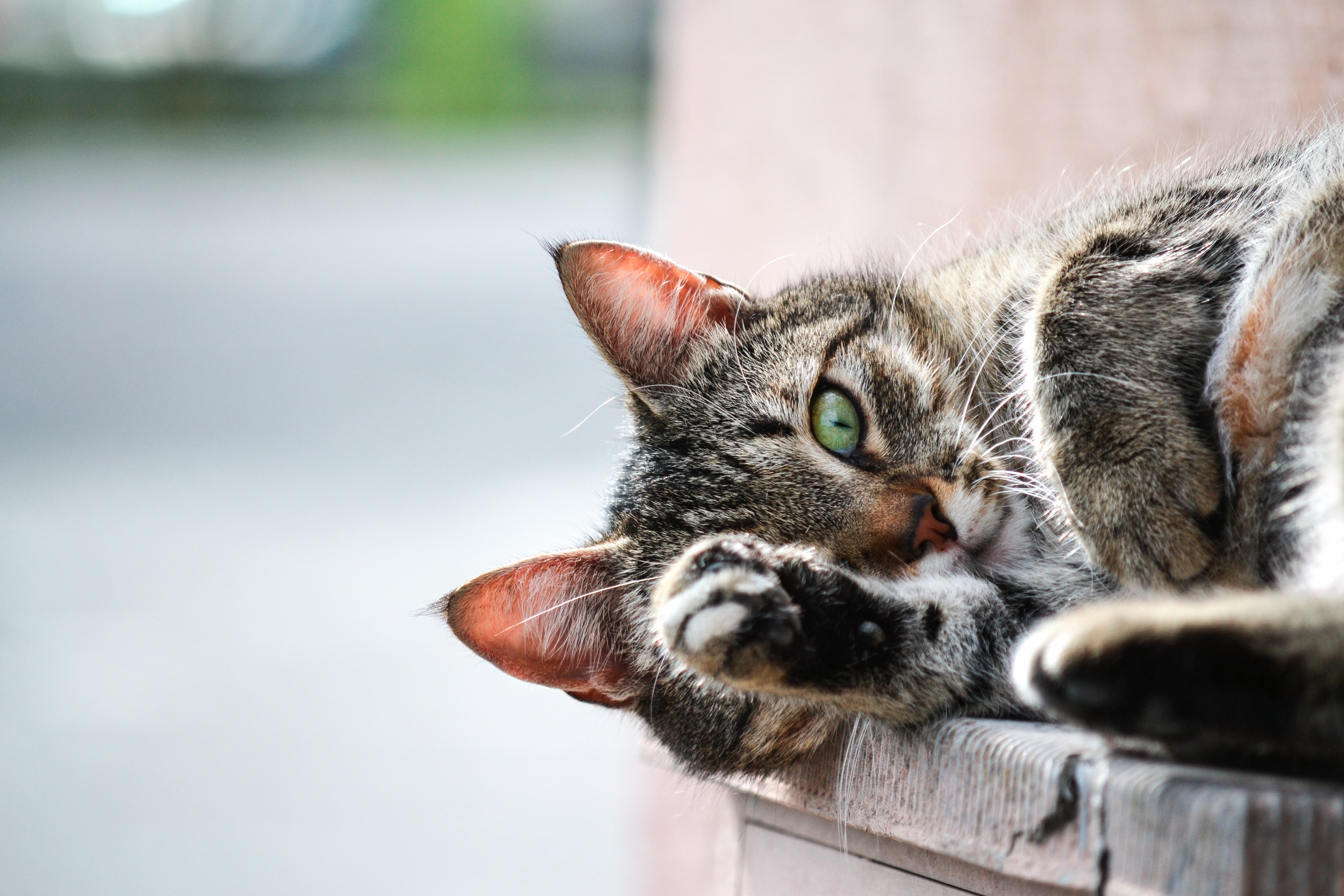 Gatos: quais são os fatos mais curiosos sobre os felinos?