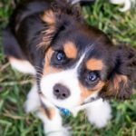 Como adestrar um cachorro filhote?