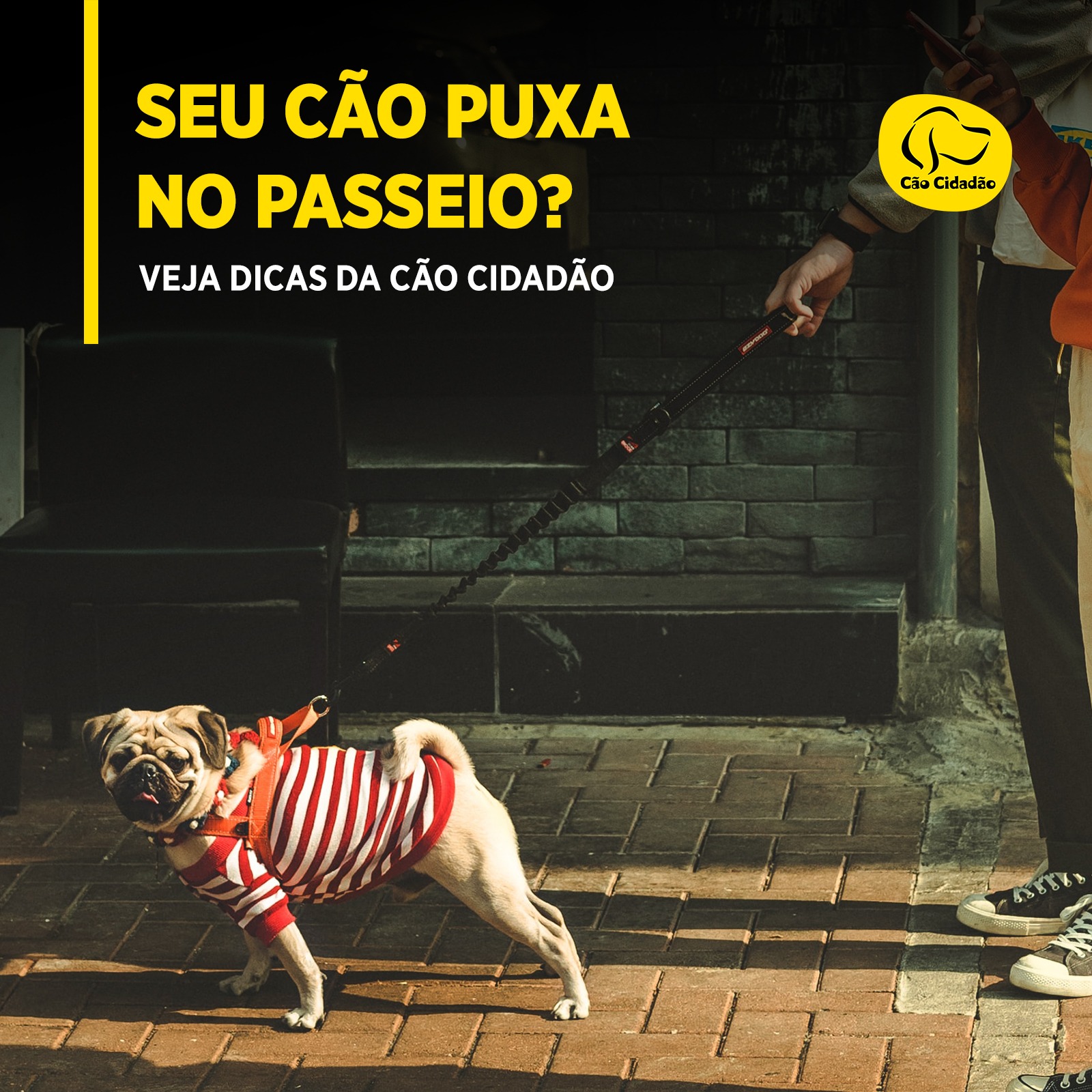 Poder do click – Cão Cidadão