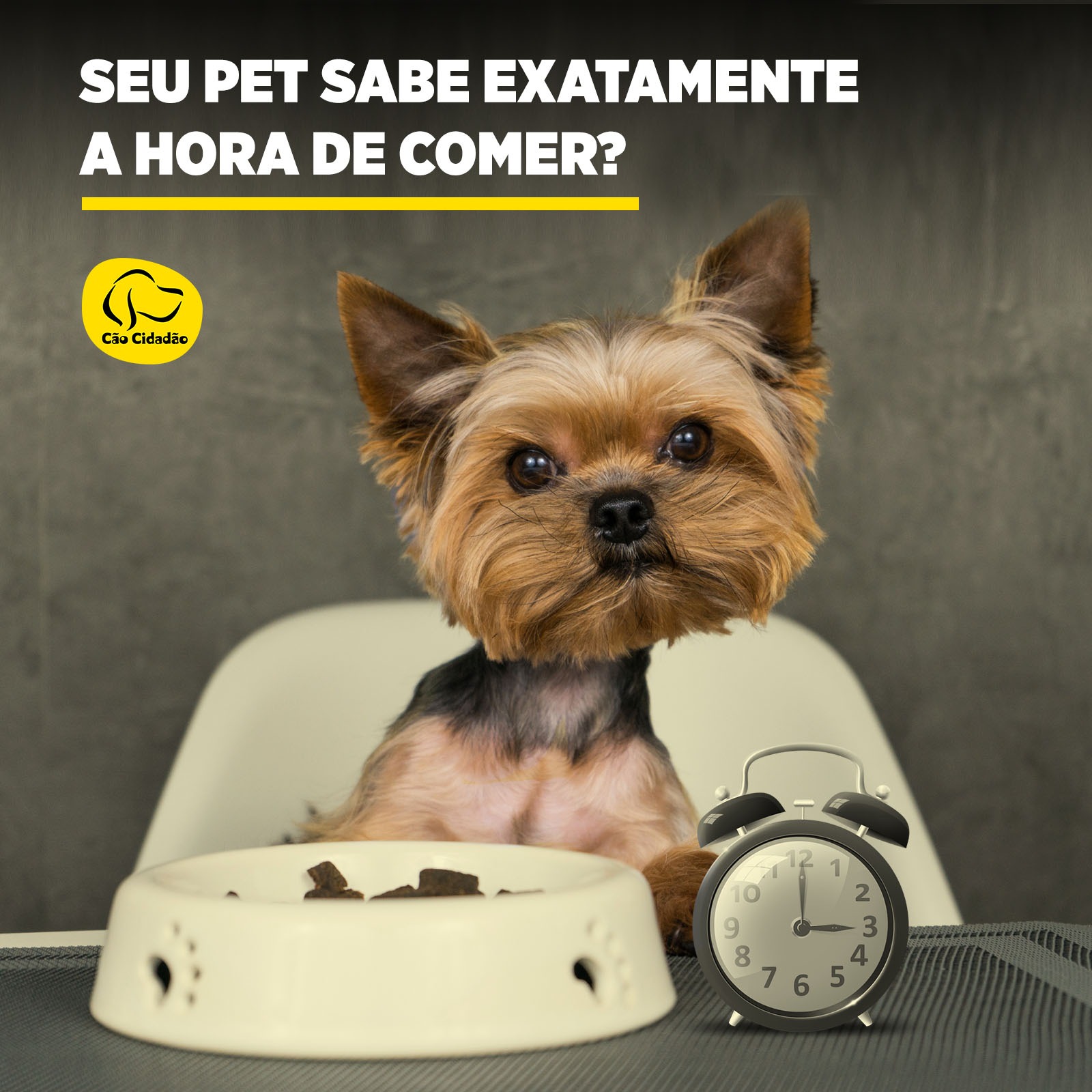 tem cachorro secreto em contador de tempo; saiba como acessar -  Época Negócios