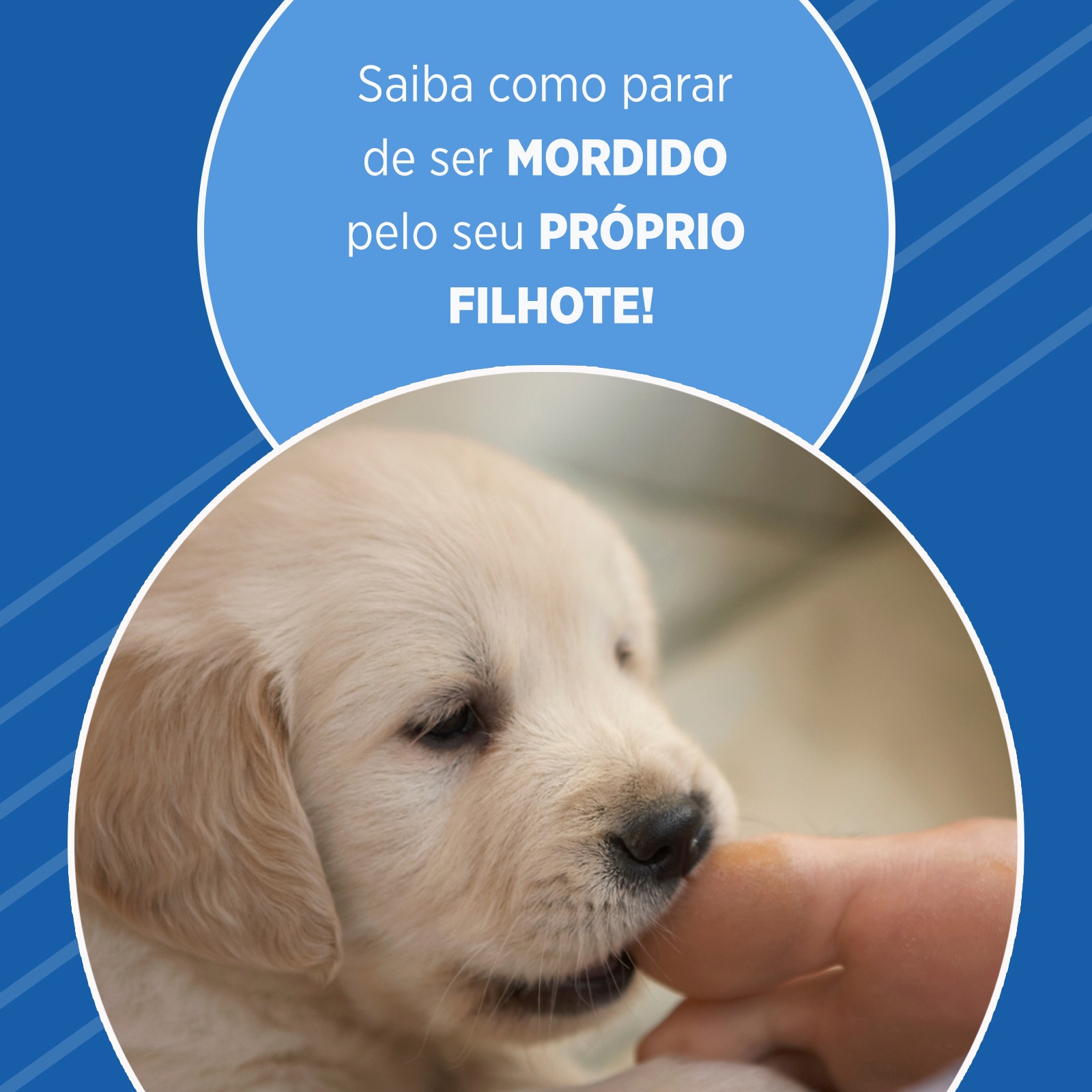 Saiba como parar de ser MORDIDO pelo seu PRÓPRIO FILHOTE! - Cão Cidadão