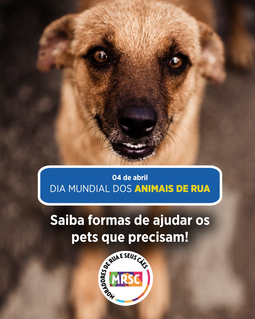DIA MUNDIAL DOS ANIMAIS DE RUA - Saiba formas de ajudar os pets que ...